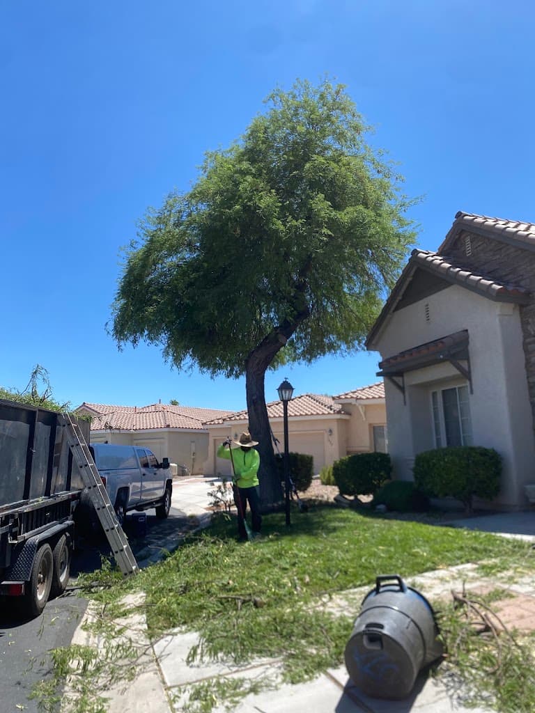 Crew member trimming a large tree with cut branches piled at the curb